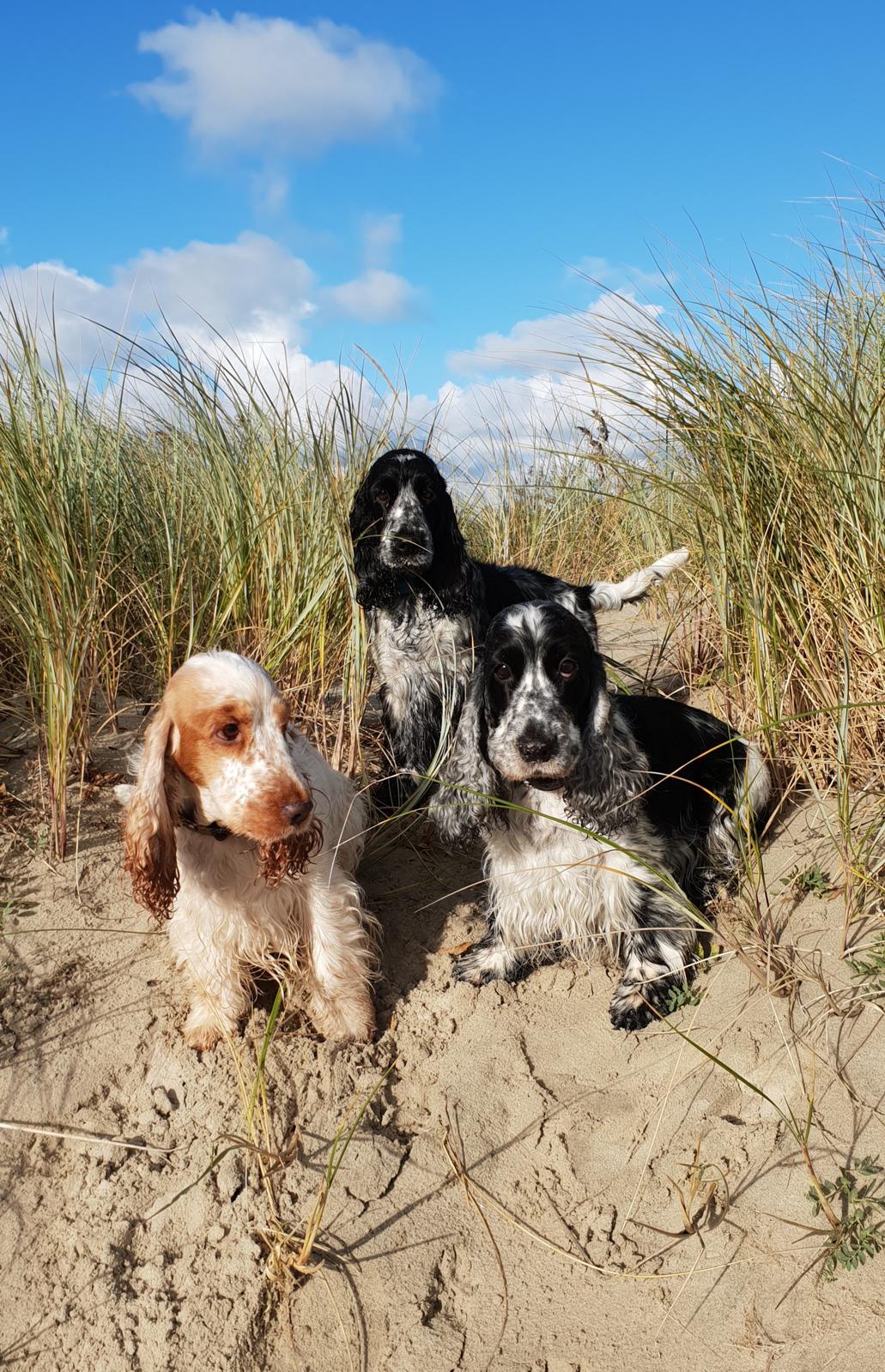 drei Cocker Spaniel in den Dünen