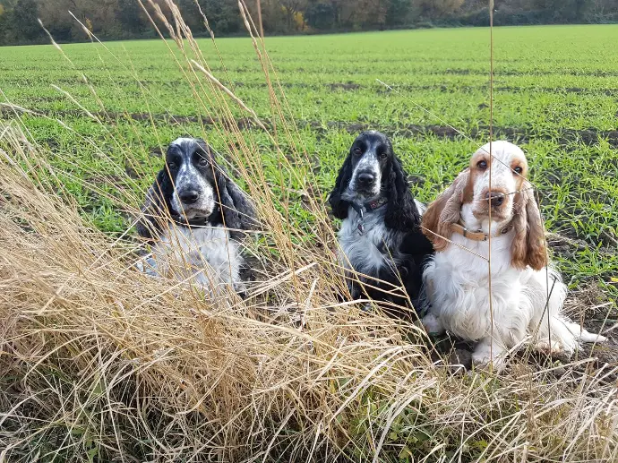 drei Cocker Spaniel sitzen im Feld