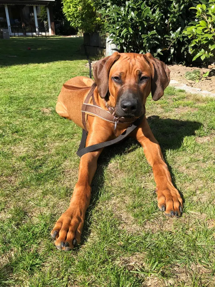 Rhodesian ridgeback liegt auf Wiese