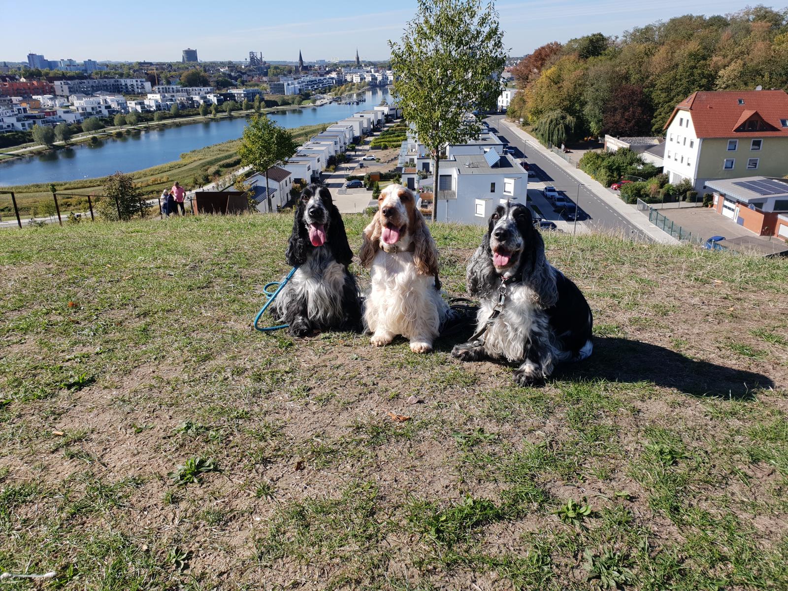 drei Cocker Spaniel sitzen