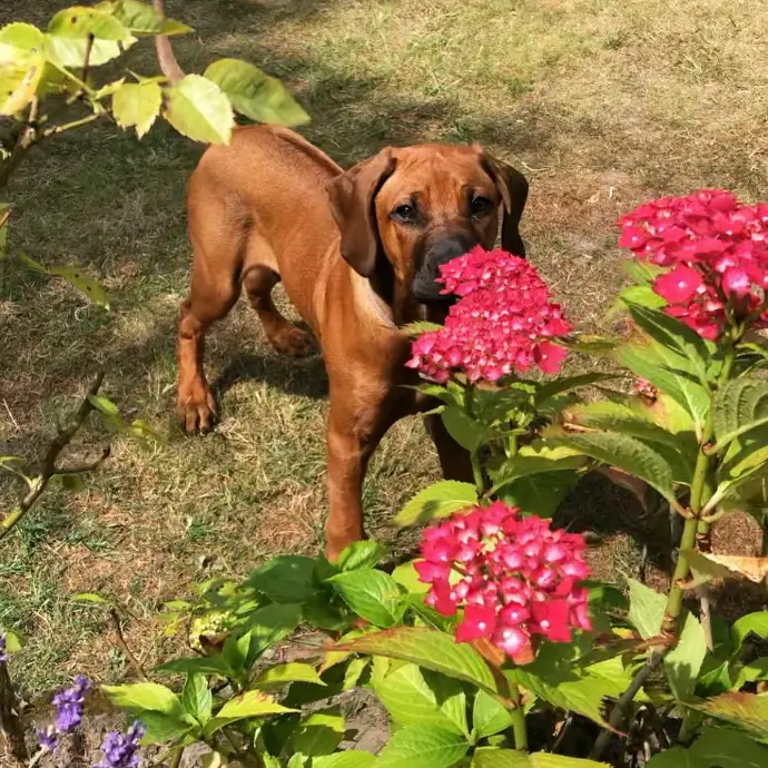 Rhodesian ridgeback draußen