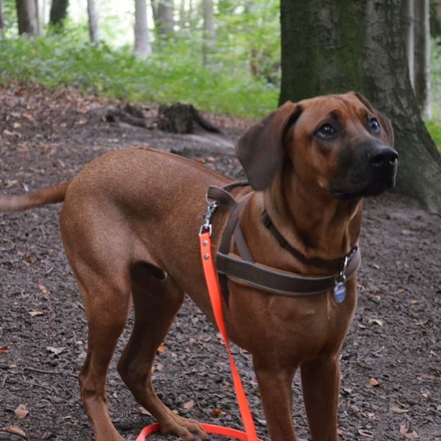 Rhodesian ridgeback im Wald